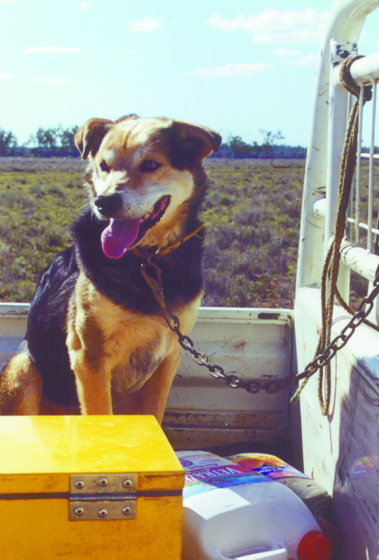 State Government's long overdue review of animal welfare laws · AgForce · Advancing Rural Queensland State Government's long overdue review of animal welfare laws · AgForce · Advancing Rural Queensland