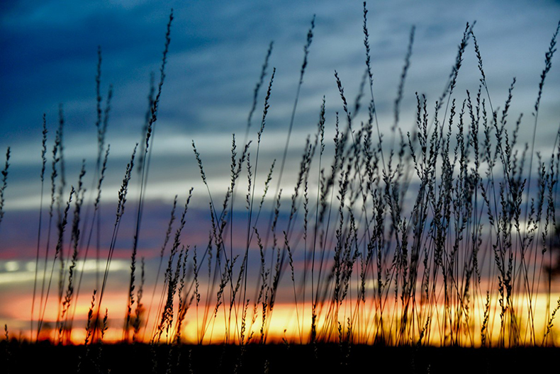 Spinifex at sunset, by Helen Commens-Kidd