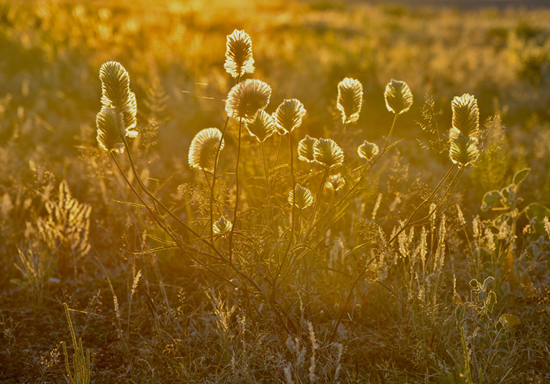 Wildflowers by Helen Commens-Kidd.